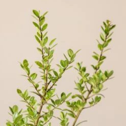 Ilex Crenata ‘Caroline Upright’ -Plant Discount Store I 16976 6010012cd924d 1