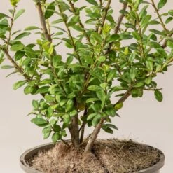 Ilex Crenata ‘Caroline Upright’ -Plant Discount Store I 16976 6010012e91b20 1