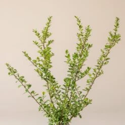 Ilex Crenata ‘Caroline Upright’ -Plant Discount Store I 16976 6010012f67902