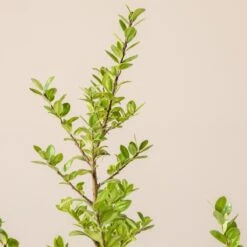 Ilex Crenata ‘Caroline Upright’ -Plant Discount Store I 16976 6010013046a43