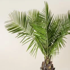 Jubaea Chilensis -Plant Discount Store JCH 50 60 1 scaled 1