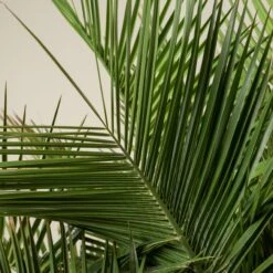 Jubaea Chilensis -Plant Discount Store JCH 90 2 scaled 1