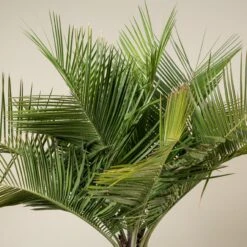 Jubaea Chilensis -Plant Discount Store JCH 90 3 scaled 1