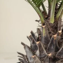 Jubaea Chilensis -Plant Discount Store JCH 90 4 scaled 1