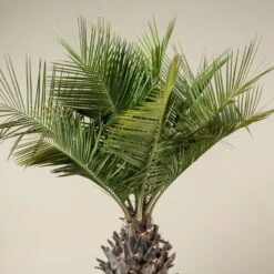 Jubaea Chilensis -Plant Discount Store JCH 90 6 scaled 1