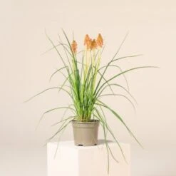 Kniphofia ‘Redhot Popsicle’