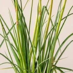 Kniphofia ‘Redhot Popsicle’ -Plant Discount Store K 18644 600ff7da74a07 1