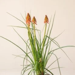 Kniphofia ‘Redhot Popsicle’ -Plant Discount Store K 18644 600ff7db360cf 1