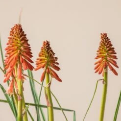 Kniphofia ‘Redhot Popsicle’ -Plant Discount Store K 18644 600ff7dbfc740 1