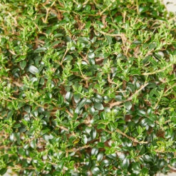 Ligustrum Delavayanum – Clipped Standards -Plant Discount Store LIO 6138b5380a302