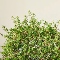 Ligustrum Delavayanum – Clipped Standards -Plant Discount Store LIO 6138b53a74e28