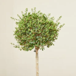 Ligustrum Delavayanum – Clipped Standards -Plant Discount Store LIO 6138b53cf068d
