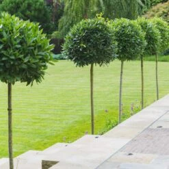 Laurus Nobilis – Three Quarter Standard -Plant Discount Store LNO 1 scaled 2