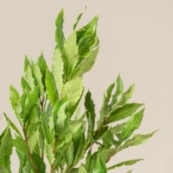 Laurus Nobilis – Pyramid Shaped -Plant Discount Store LNO Bush 2 scaled 1