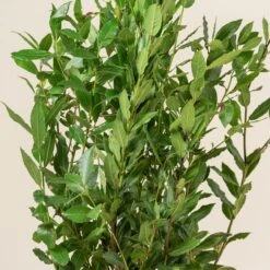 Laurus Nobilis – Pyramid Shaped -Plant Discount Store LNO Bush 3 scaled 1