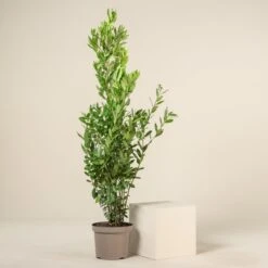 Laurus Nobilis – Pyramid Shaped