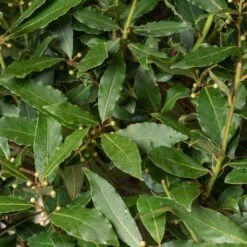 Laurus Nobilis – Full Standard 7 Laurus Nobilis – Full Standard -Plant Discount Store LNO H60 1 2 scaled 1