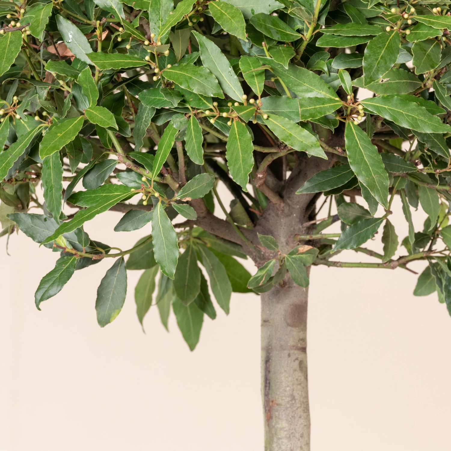 Laurus Nobilis – Full Standard 2 Laurus Nobilis – Full Standard - Image 2