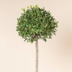 Laurus Nobilis – Three Quarter Standard -Plant Discount Store LNO H60 3 scaled 2