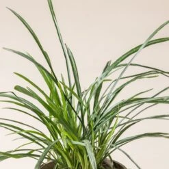 Liriope Muscari ‘Big Blue’ 5 Liriope Muscari ‘Big Blue’ -Plant Discount Store L 15203 600ff84b8ed12