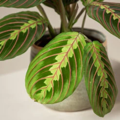 Maranta Leuconeura ‘Fascinator’ 5 Maranta Leuconeura ‘Fascinator’ -Plant Discount Store MAF 3