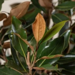 Magnolia Grandiflora “Galissonniere Praecox” – Bush Form -Plant Discount Store MLG 45 1 scaled 1
