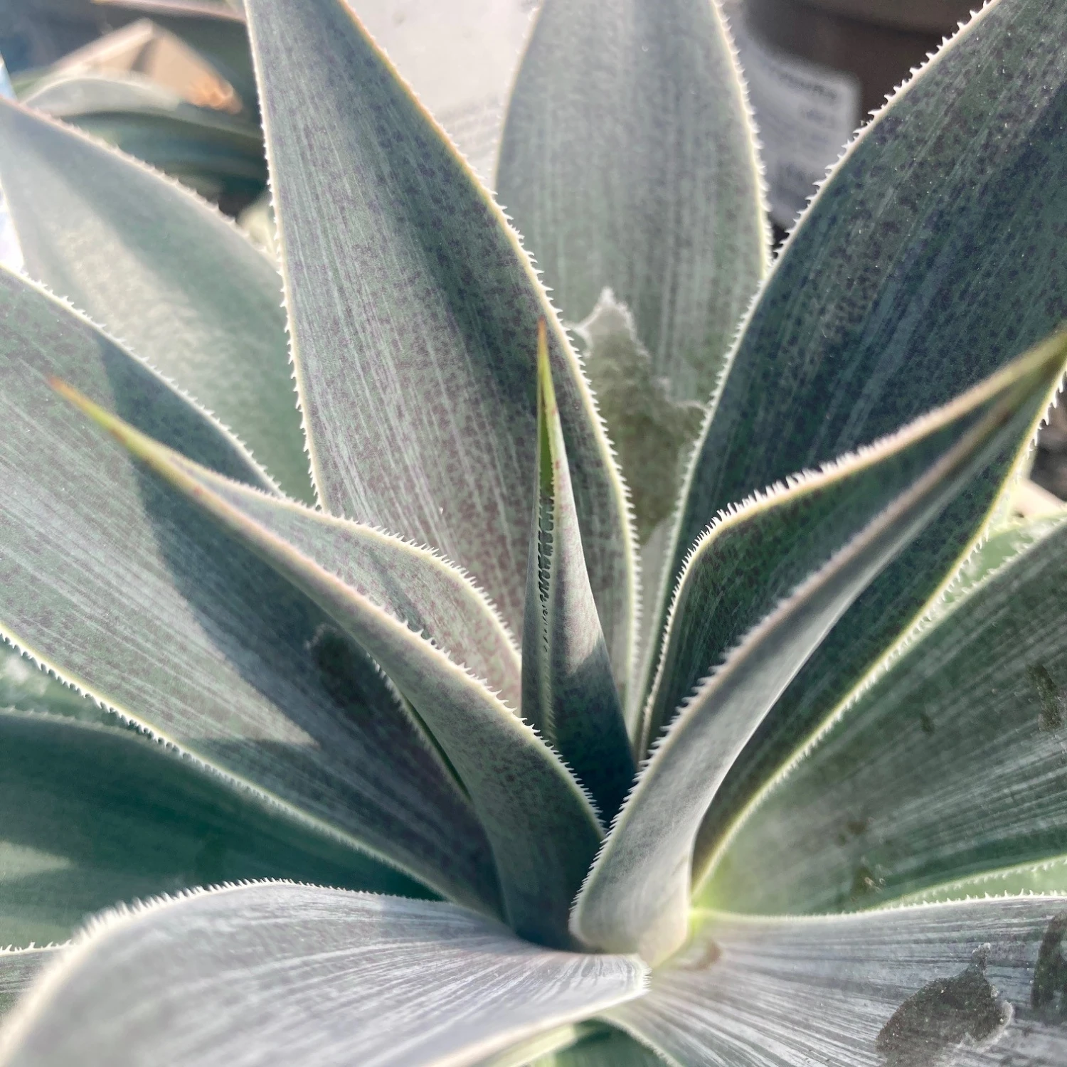 Mangave ‘Lavender Lady’ 1 Mangave ‘Lavender Lady’