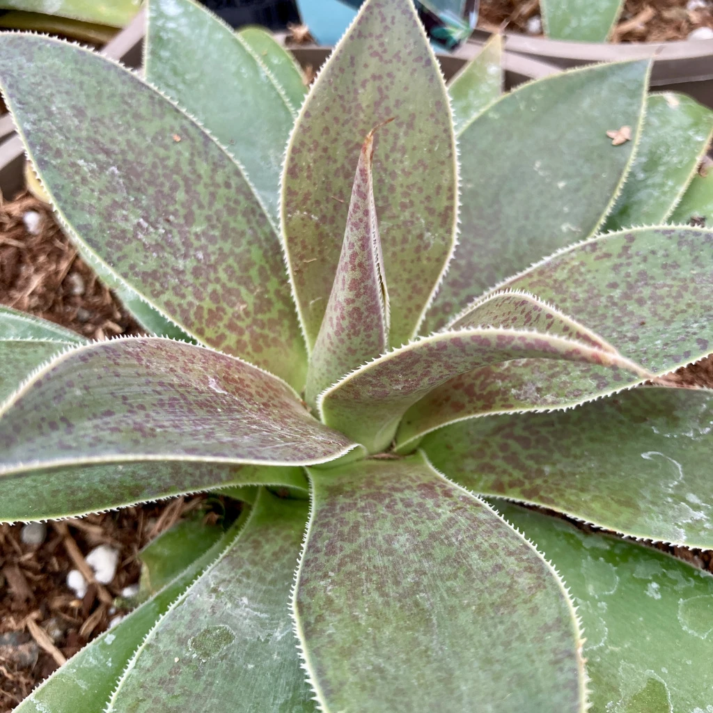 Mangave ‘Lavender Lady’ 2 Mangave ‘Lavender Lady’ - Image 2