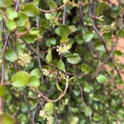 Muehlenbeckia Complexa 9 Muehlenbeckia Complexa -Plant Discount Store M 15011 5f4aa9cf85631