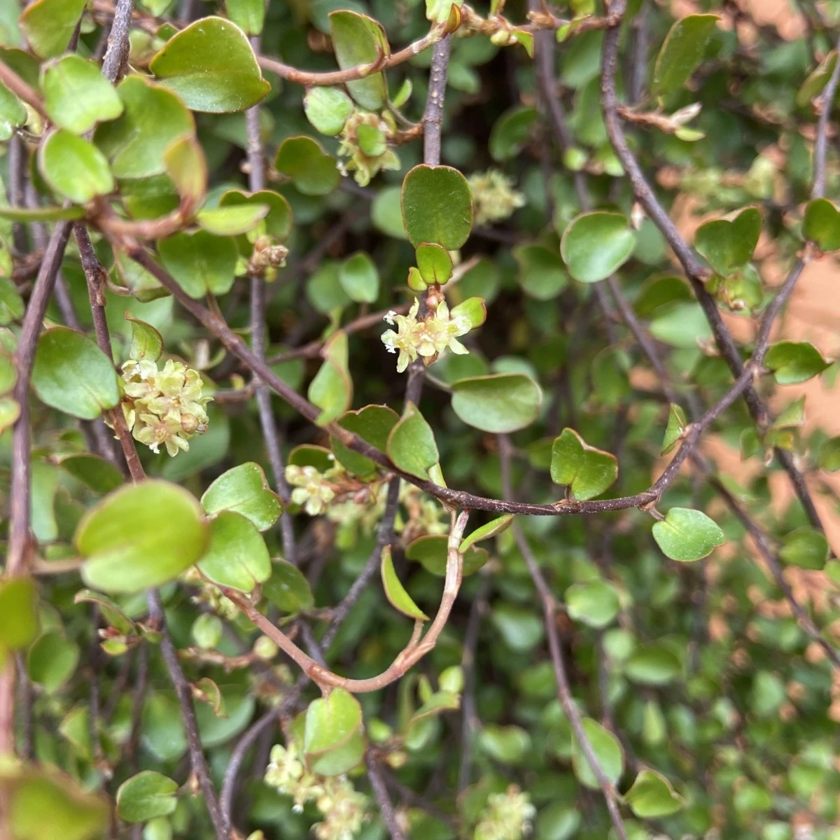 Muehlenbeckia Complexa 4 Muehlenbeckia Complexa - Image 4