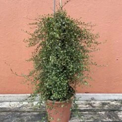 Muehlenbeckia Complexa 10 Muehlenbeckia Complexa -Plant Discount Store M 15011 5f4aa9d1f75c4