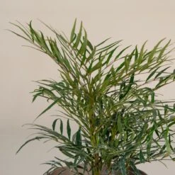 Mahonia ‘Soft Caress’ -Plant Discount Store M 16706 5f790f7f74673