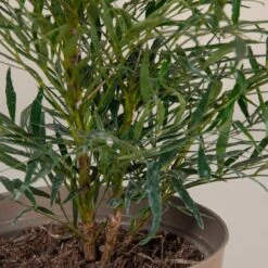 Mahonia ‘Soft Caress’ -Plant Discount Store M 16706 5f790f816c9fb