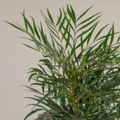 Mahonia ‘Soft Caress’ -Plant Discount Store M 16706 5f790f8268c9d