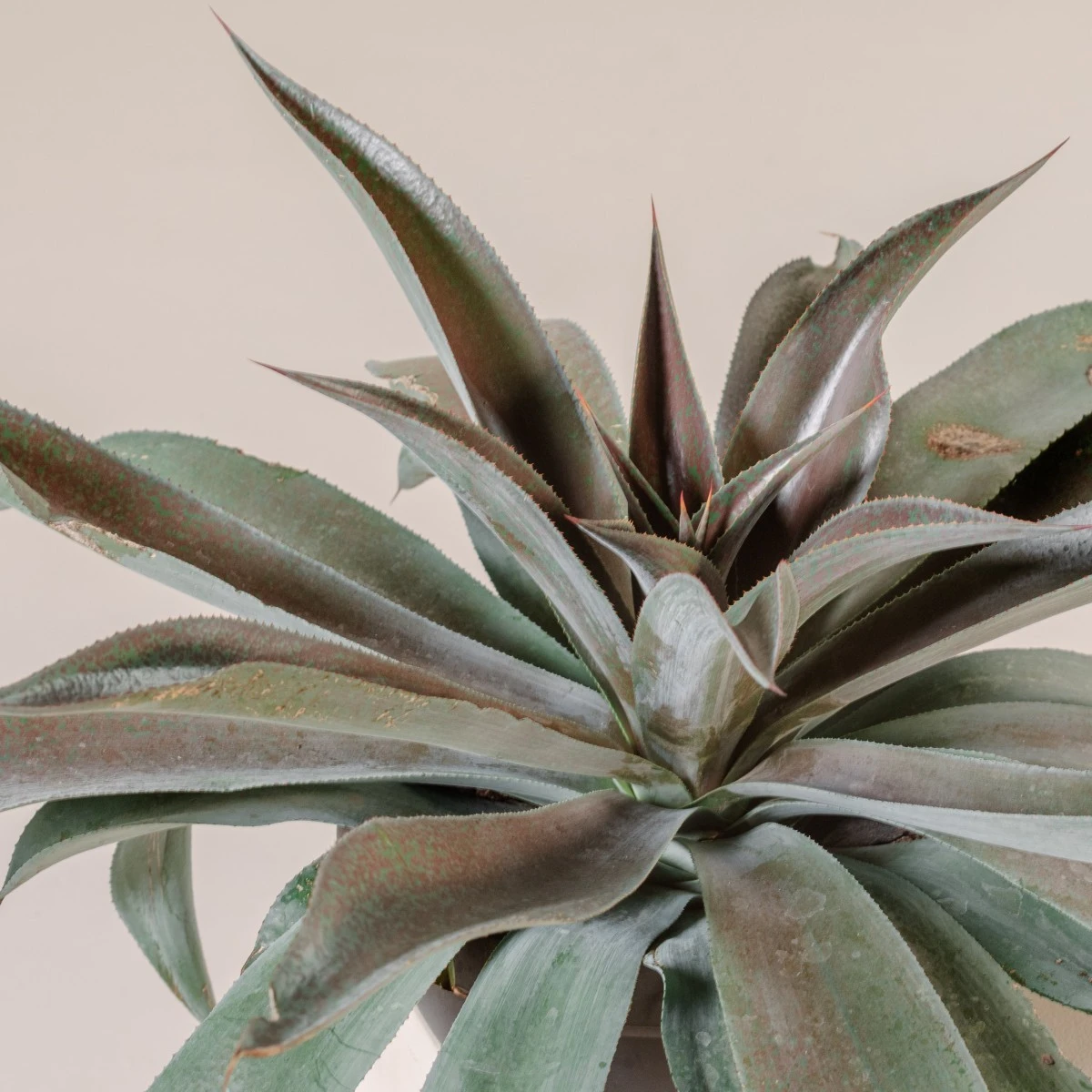 Mangave ‘Mission To Mars’ 2 Mangave ‘Mission To Mars’ - Image 2