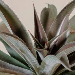 Mangave ‘Mission To Mars’ 6 Mangave ‘Mission To Mars’ -Plant Discount Store M 18311 2zrqiH4SI0PjvpA0D8mlvpCVLBzsFW8spzfnJOUl