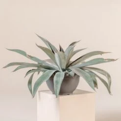 Mangave ‘Mission To Mars’