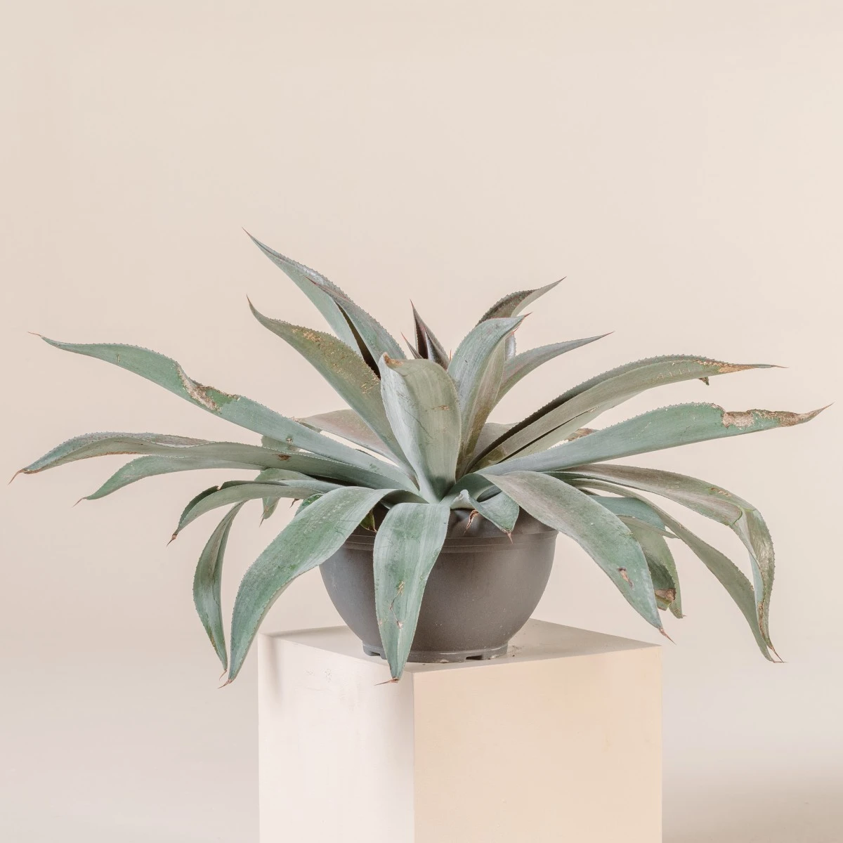 Mangave ‘Mission To Mars’ 1 Mangave ‘Mission To Mars’