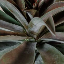 Mangave ‘Mission To Mars’ 7 Mangave ‘Mission To Mars’ -Plant Discount Store M 18311 kSR2tKbjBkARWVXJbycQ027yGaN0cjOXbiVazfcJ