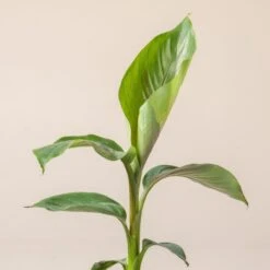 Musa Sikkimensis ‘Bengal Tiger’ -Plant Discount Store M 18633 601651adecc38