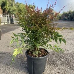 Nandina Domestica ‘Obsessed’ 15 Nandina Domestica ‘Obsessed’ -Plant Discount Store NAO 60a95a89ddfc6