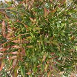 Nandina Domestica ‘Obsessed’ 16 Nandina Domestica ‘Obsessed’ -Plant Discount Store NAO 60a95a8bb9e5d