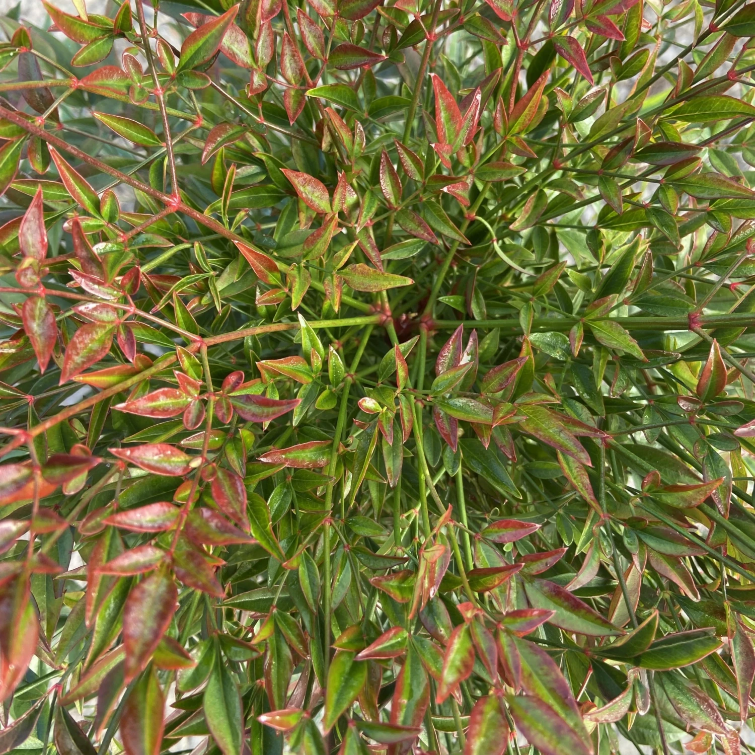 Nandina Domestica ‘Obsessed’ 6 Nandina Domestica ‘Obsessed’ - Image 6
