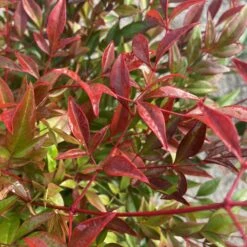 Nandina Domestica ‘Obsessed’ 17 Nandina Domestica ‘Obsessed’ -Plant Discount Store NAO 60a95a8d90b9b