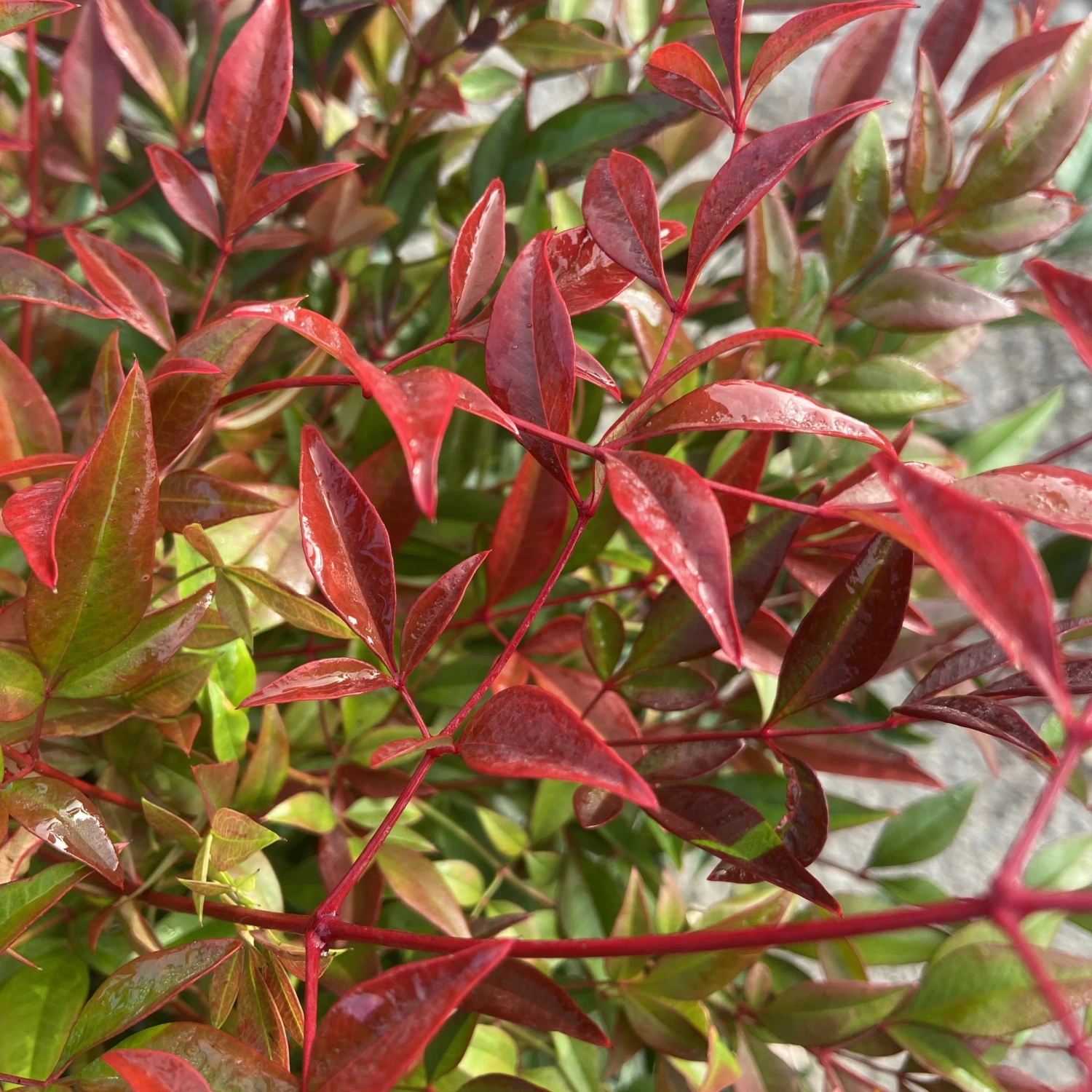 Nandina Domestica ‘Obsessed’ 7 Nandina Domestica ‘Obsessed’ - Image 7