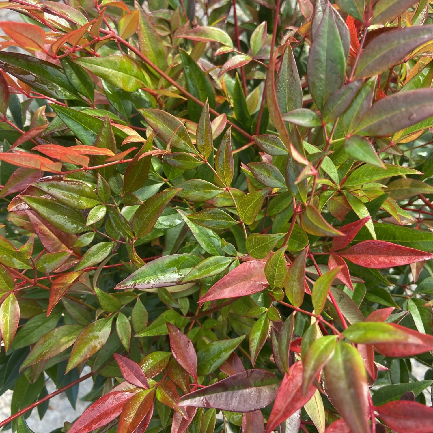 Nandina Domestica ‘Obsessed’ 8 Nandina Domestica ‘Obsessed’ - Image 8