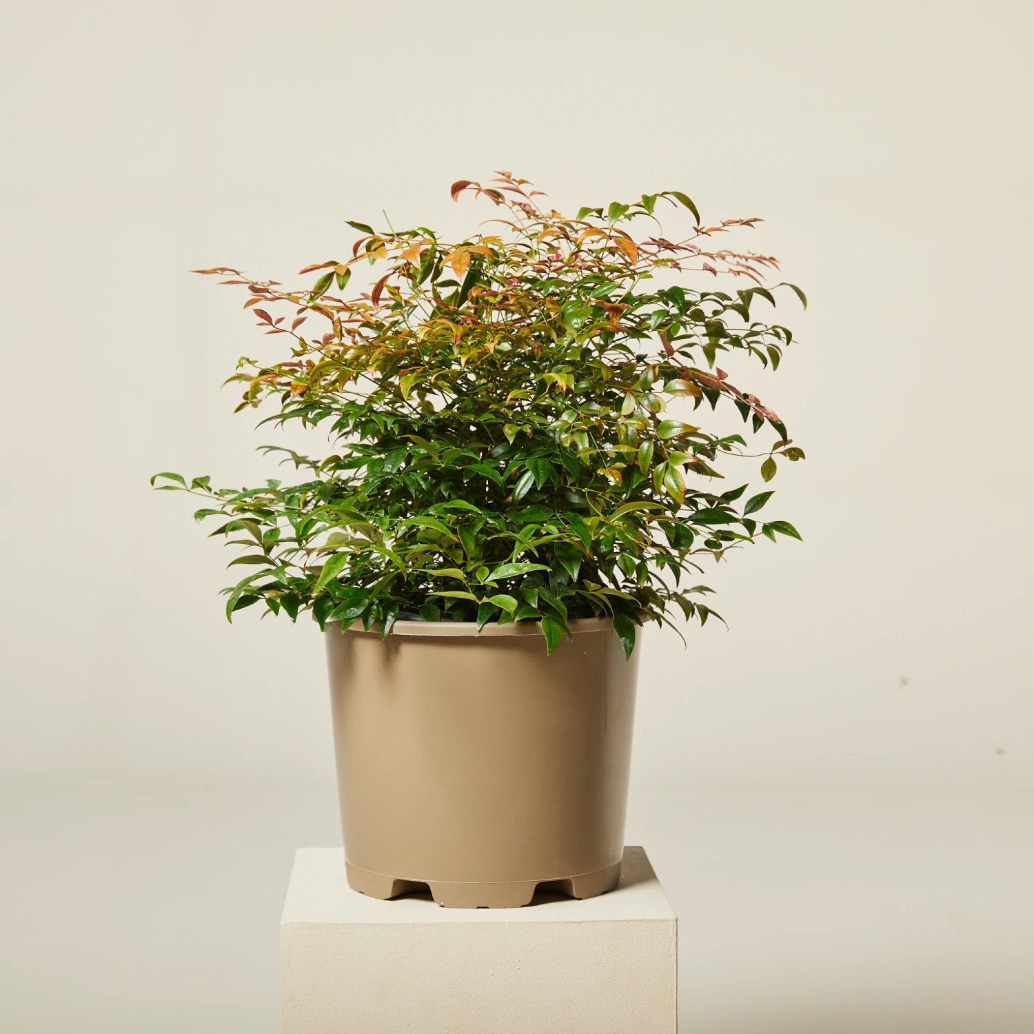 Nandina Domestica ‘Obsessed’ 1 Nandina Domestica ‘Obsessed’
