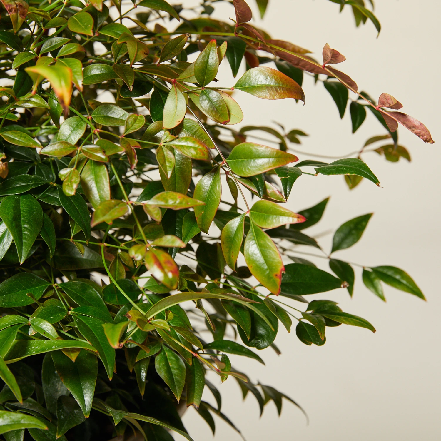 Nandina Domestica ‘Obsessed’ 2 Nandina Domestica ‘Obsessed’ - Image 2