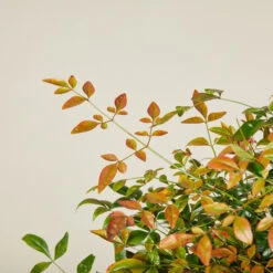 Nandina Domestica ‘Obsessed’ 14 Nandina Domestica ‘Obsessed’ -Plant Discount Store NAO 613887a110bc8