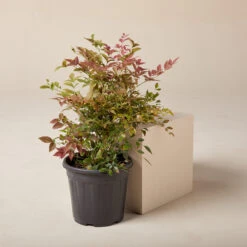 Nandina Domestica ‘Obsessed’ 19 Nandina Domestica ‘Obsessed’ -Plant Discount Store NAO 61997dcf6e156